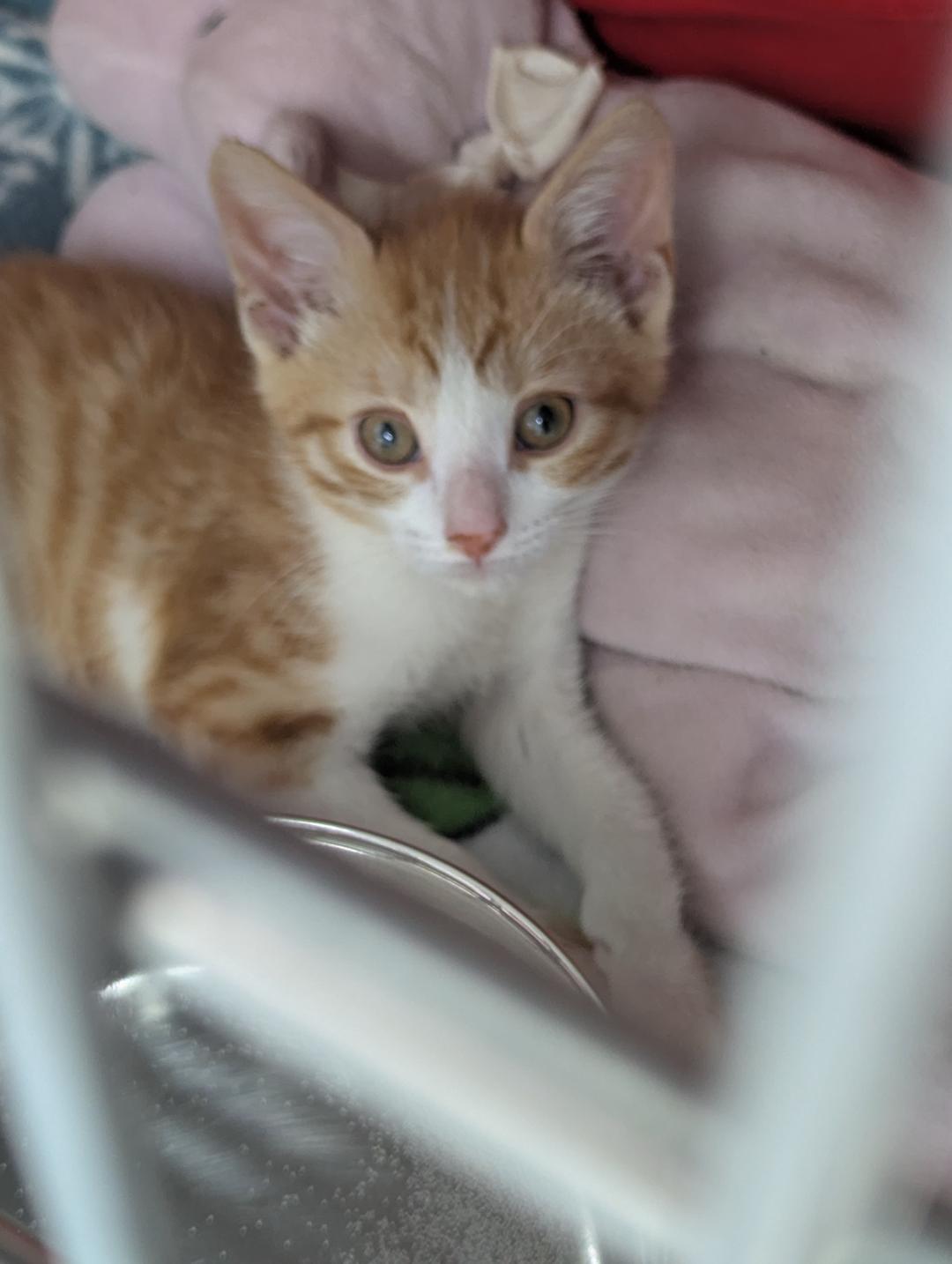 Enlarge Yucon Cornelius, a ADOPTABLE Domestic Short Hair in Mount Vernon, OH image 2/3