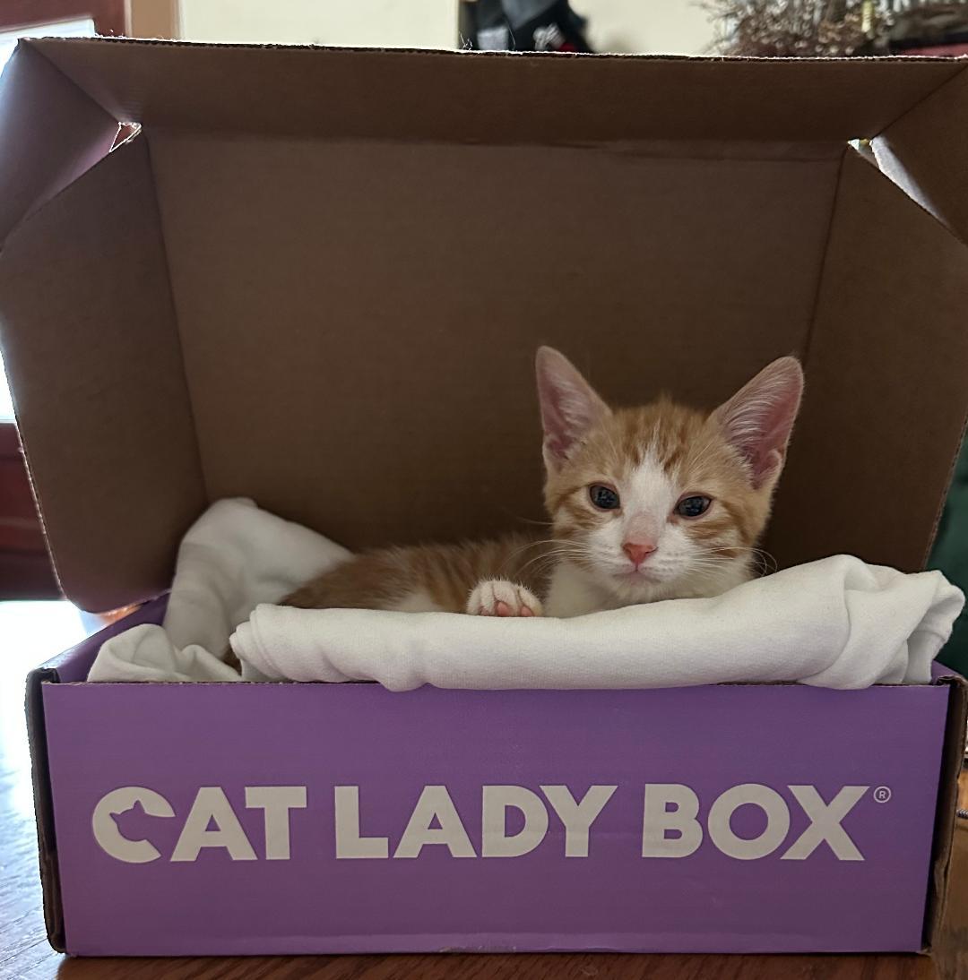 Yucon Cornelius, ADOPTABLE, Kitten Male Domestic Short Hair.