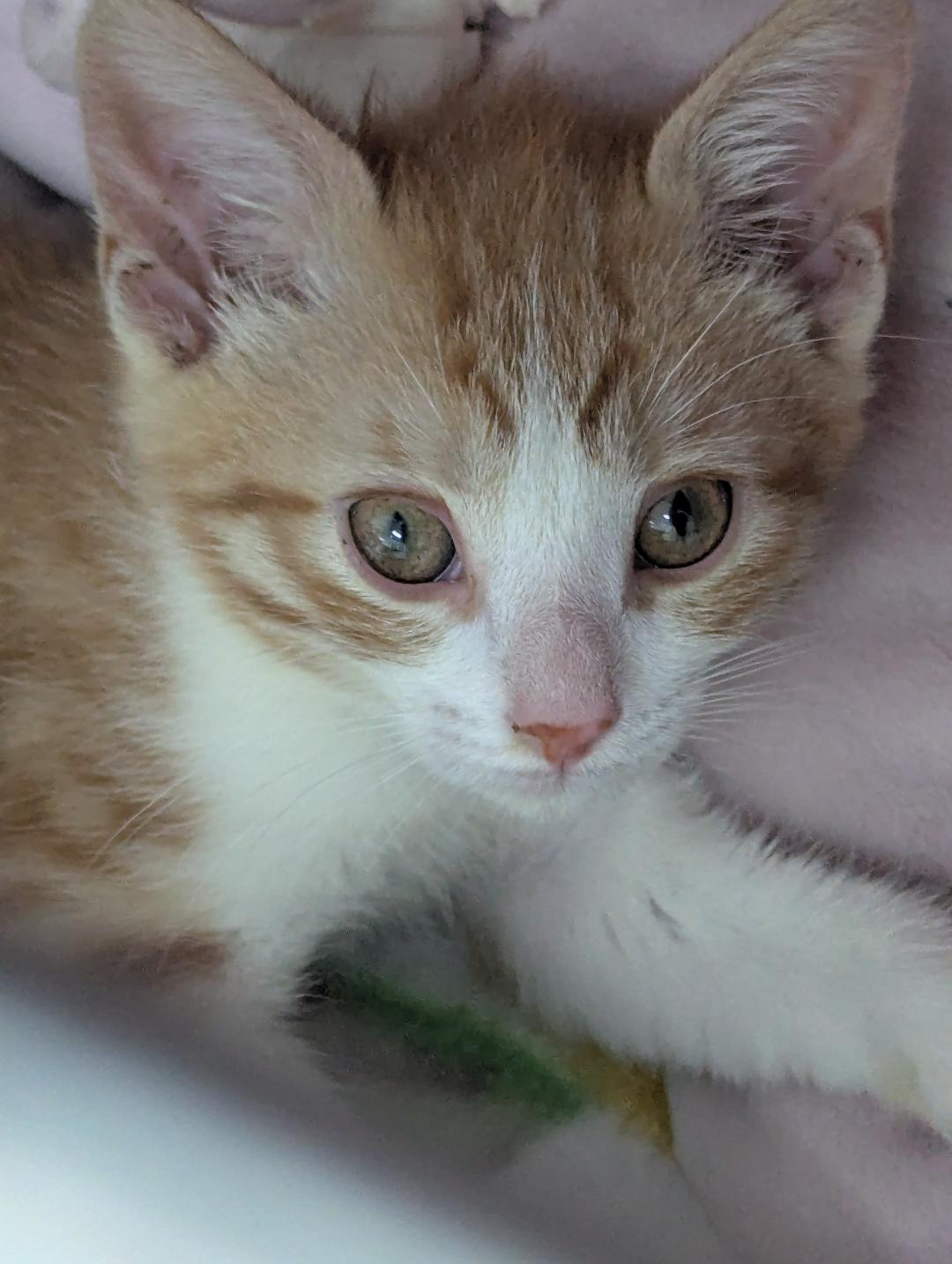 Enlarge Yucon Cornelius, a ADOPTABLE Domestic Short Hair in Mount Vernon, OH image 1/3