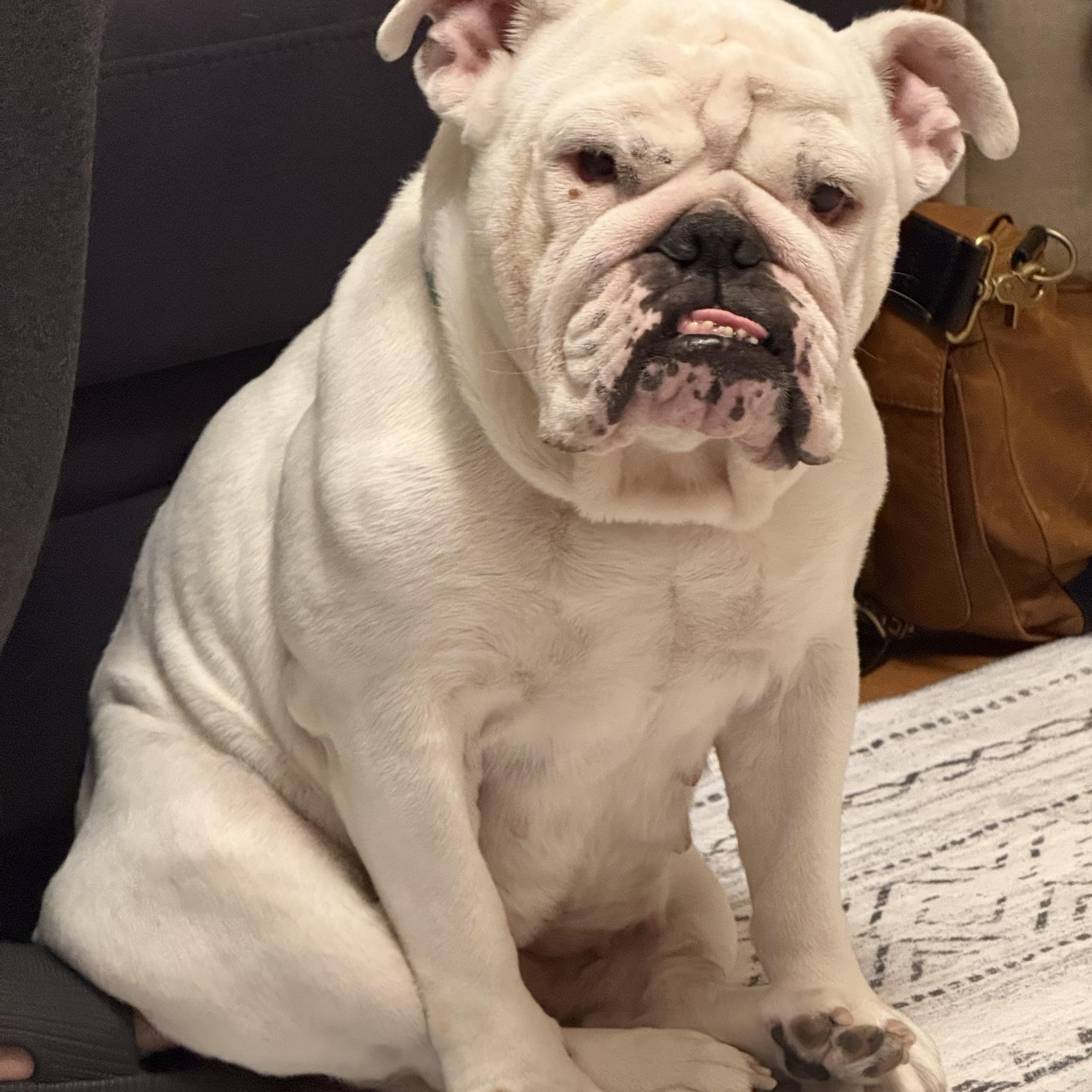 Enlarge Scarlet - COURTESY POSTING, a Adoptable English Bulldog in Sparta, WI image 1/4