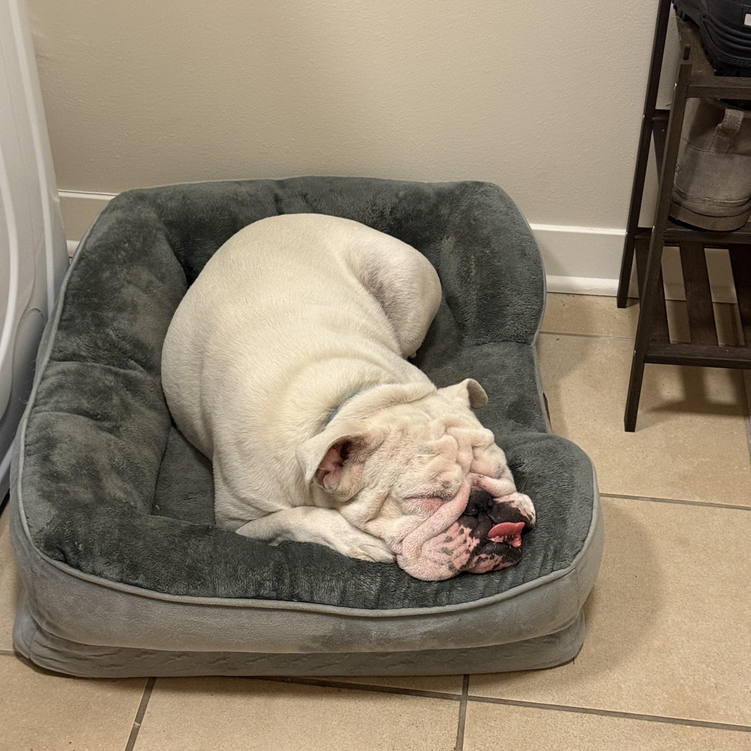 Enlarge Scarlet - COURTESY POSTING, a Adoptable English Bulldog in Sparta, WI image 3/4