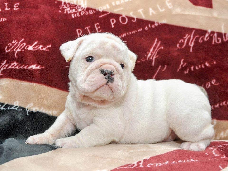 Enlarge Scarlet - COURTESY POSTING, a Adoptable English Bulldog in Sparta, WI image 2/4