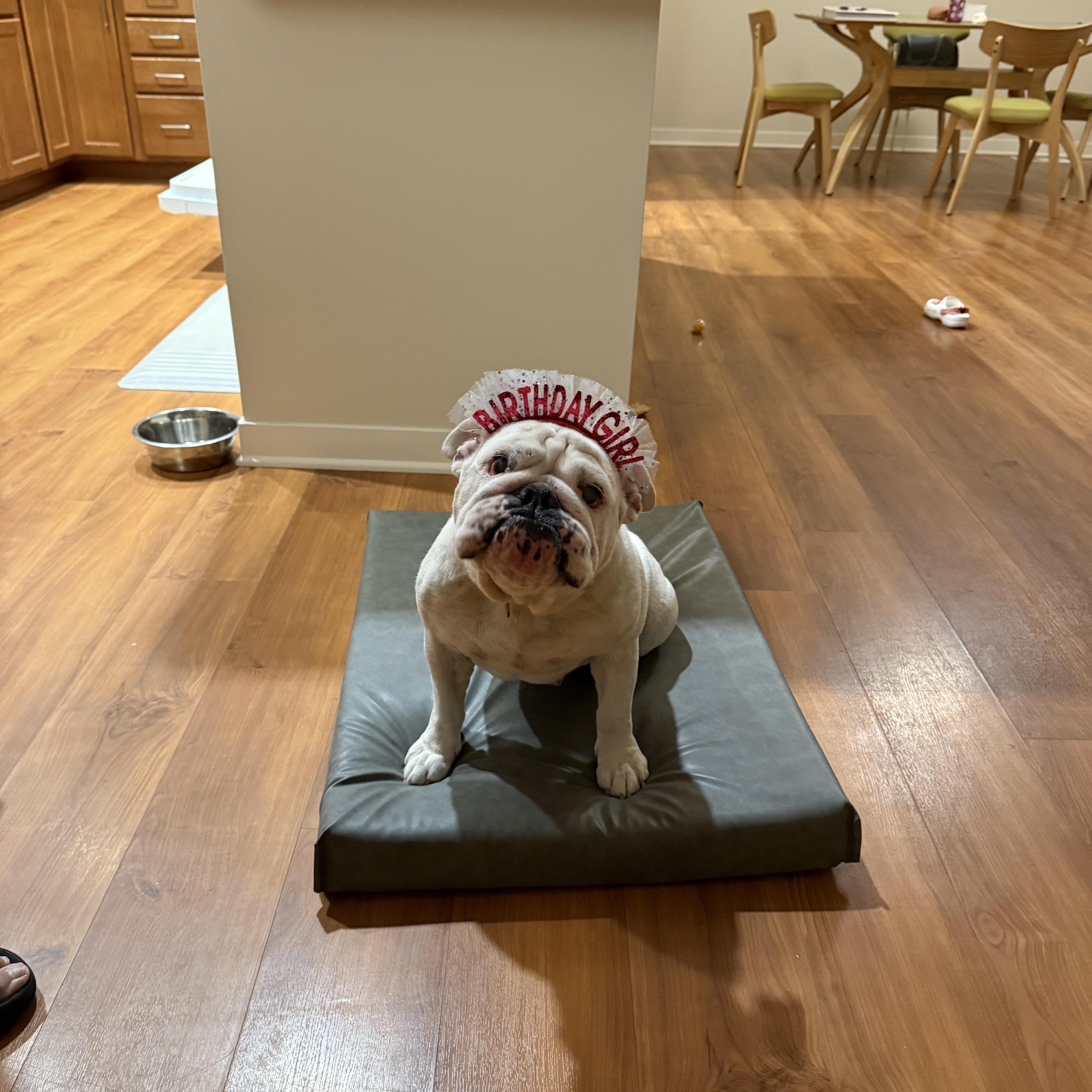 Enlarge Scarlet - COURTESY POSTING, a Adoptable English Bulldog in Sparta, WI image 4/4