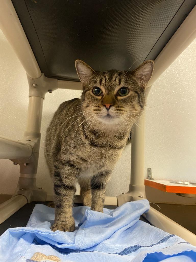 Ethel, Adoptable, Young Female Domestic Short Hair.