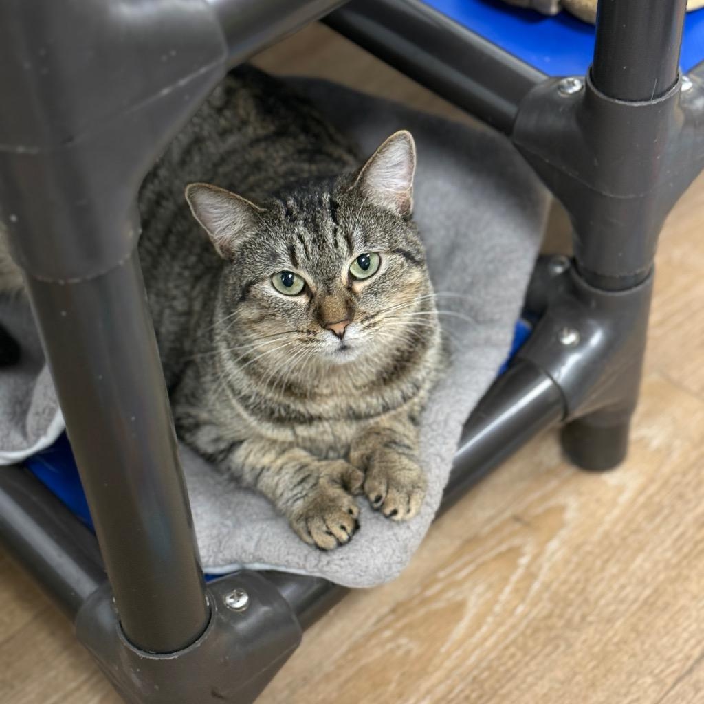 Enlarge Ethel, a Adoptable mixed breed in Corpus Christi, TX image 3/3