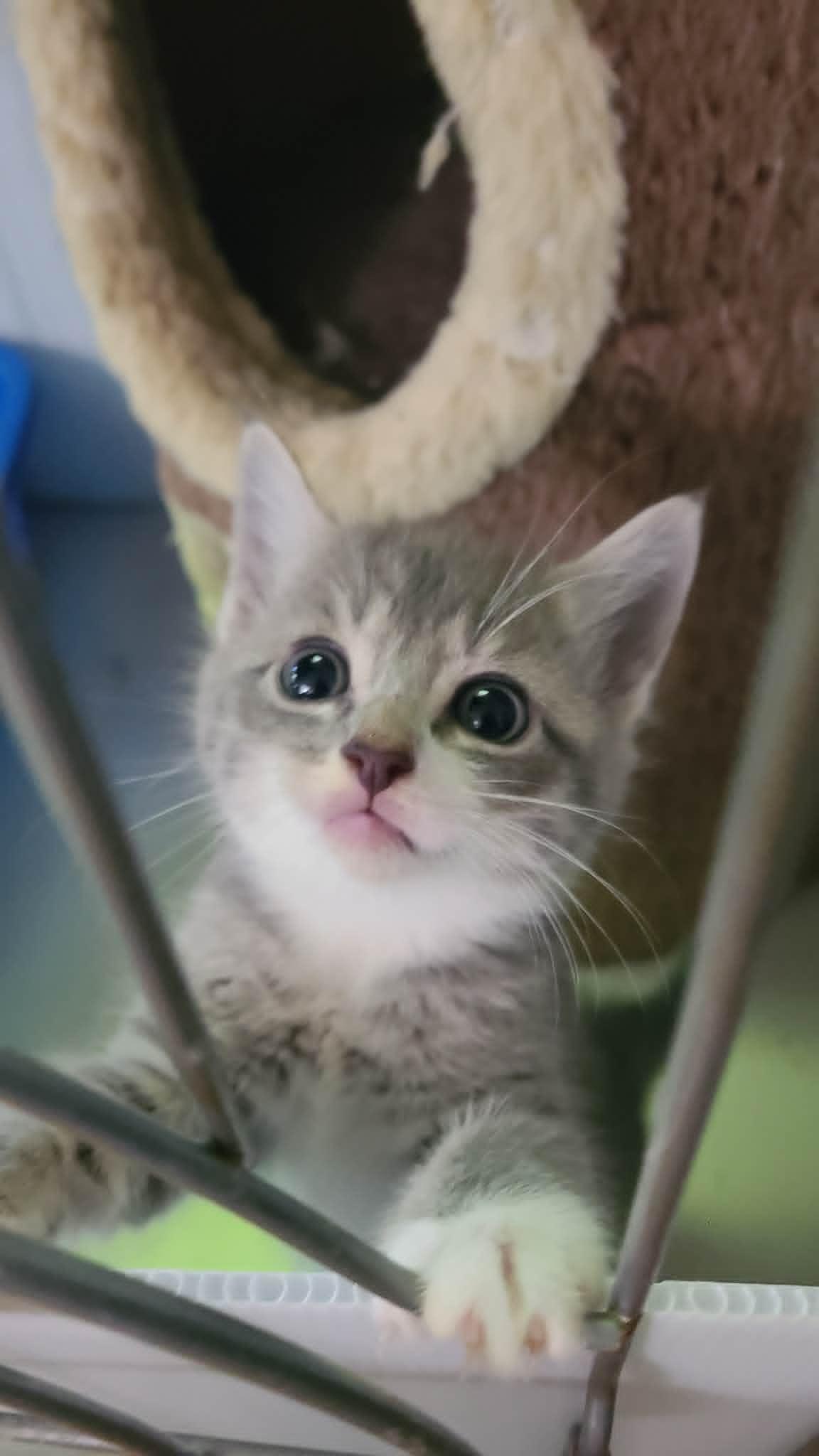 *Dove, Adoptable, Kitten Female Domestic Short Hair.