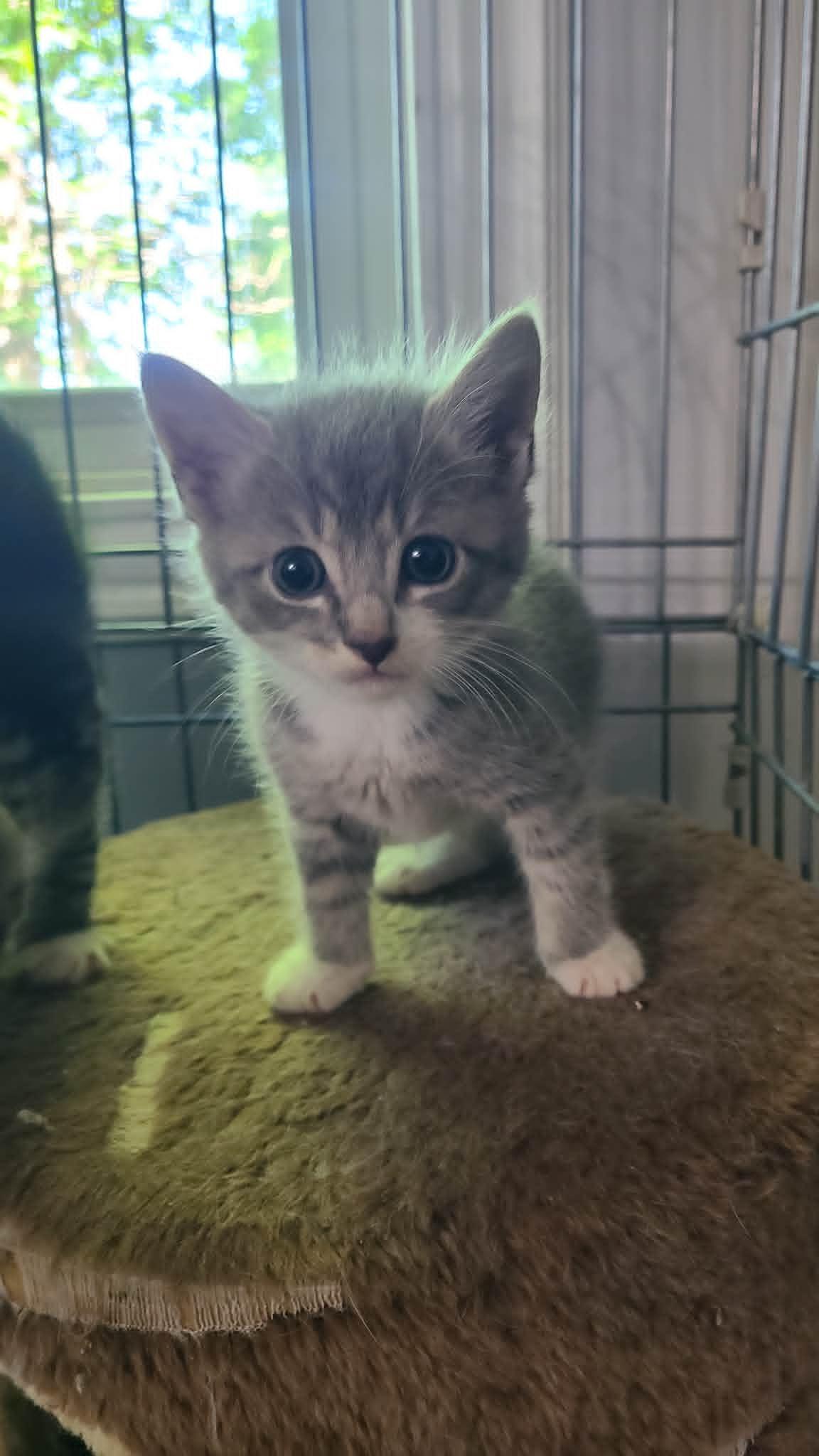 Enlarge *Dove, a Adoptable Domestic Short Hair in Forest, VA image 3/3