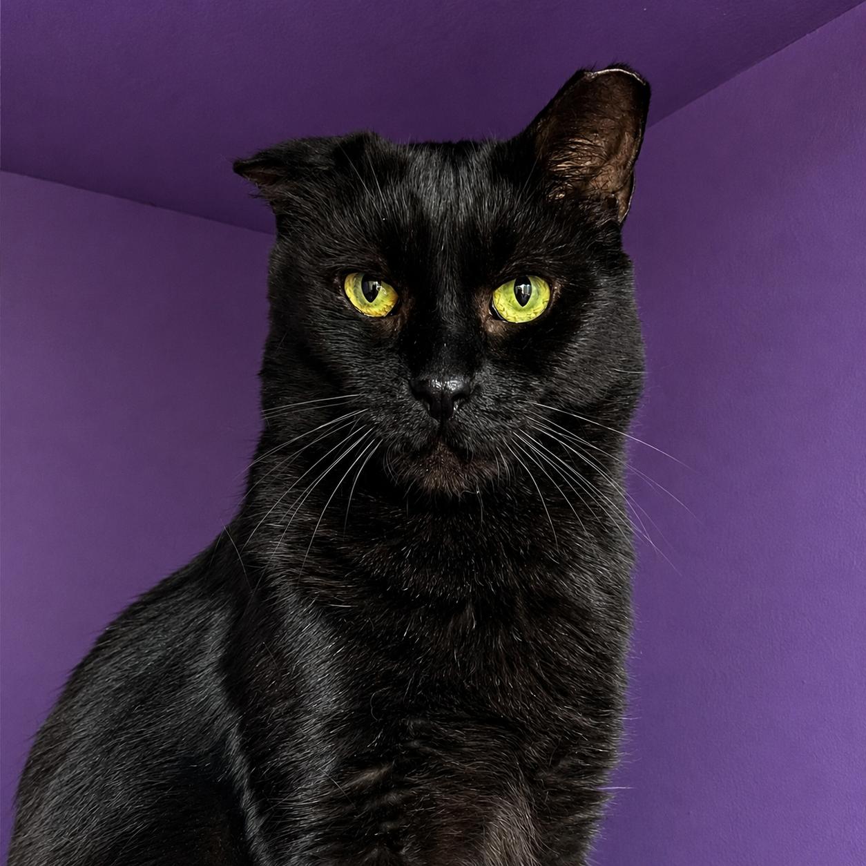 Flip, a ADOPTABLE Domestic Short Hair in Pontiac, MI image 2/2