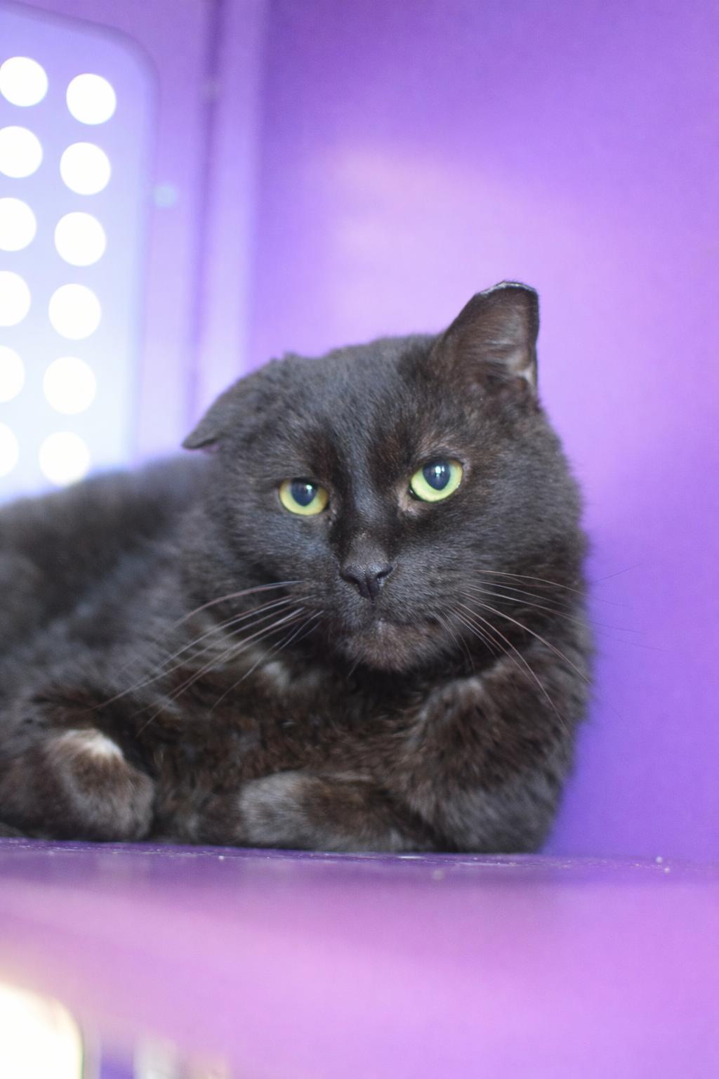 Flip, ADOPTABLE, Adult Male Domestic Short Hair.