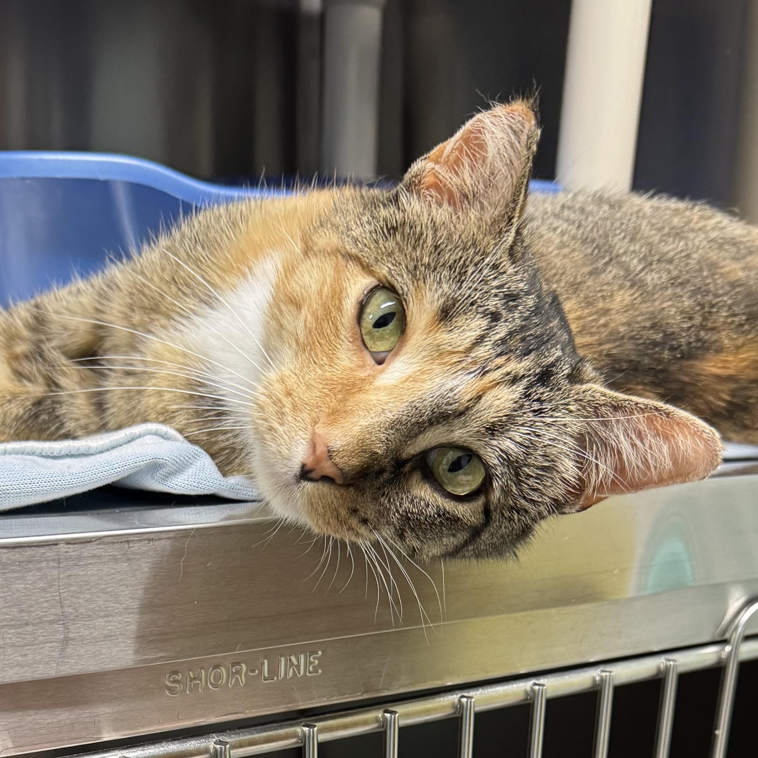 S'mores, Adoptable, Adult Female Domestic Short Hair.