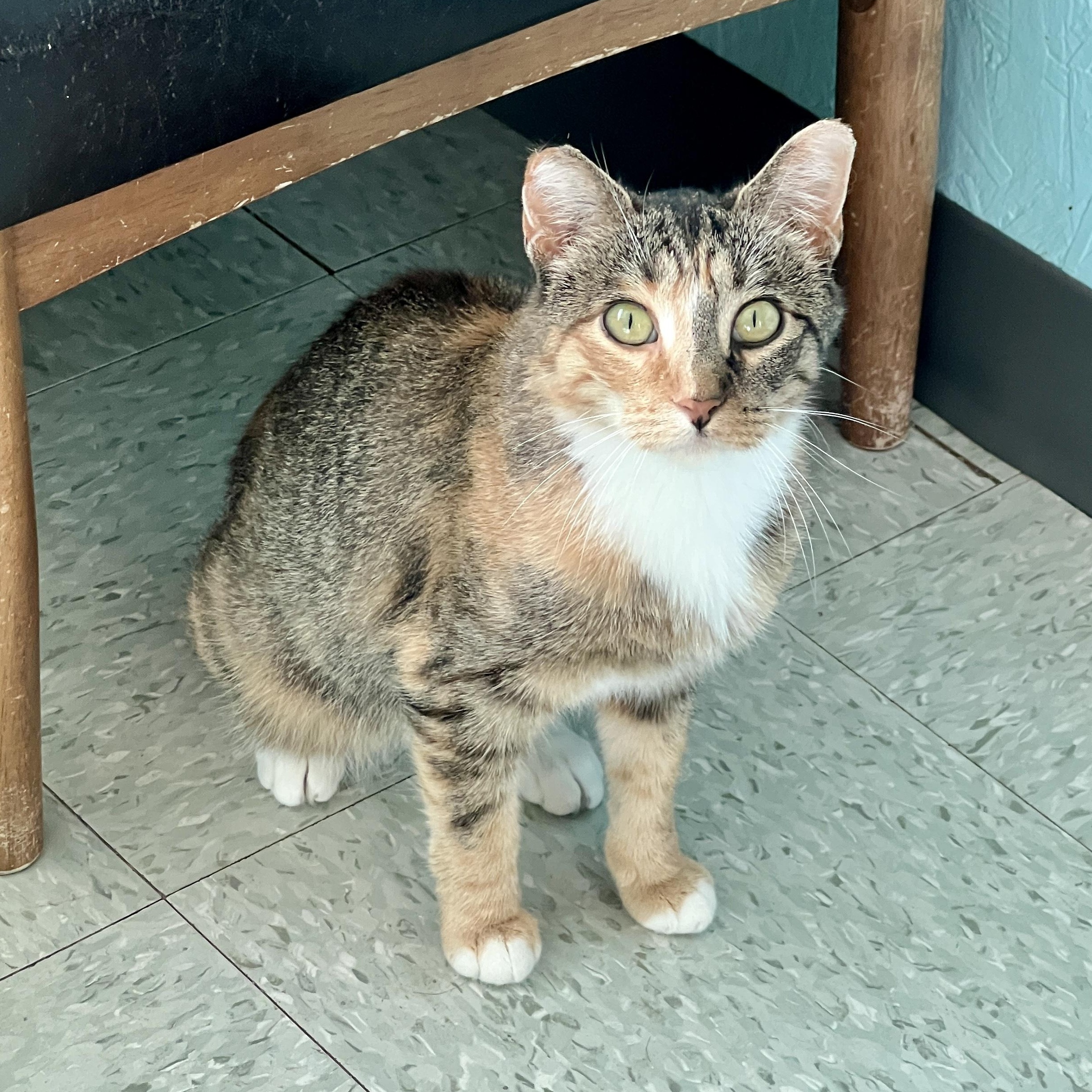 Enlarge S'mores, a Adoptable Domestic Short Hair in Jamestown, ND image 2/5