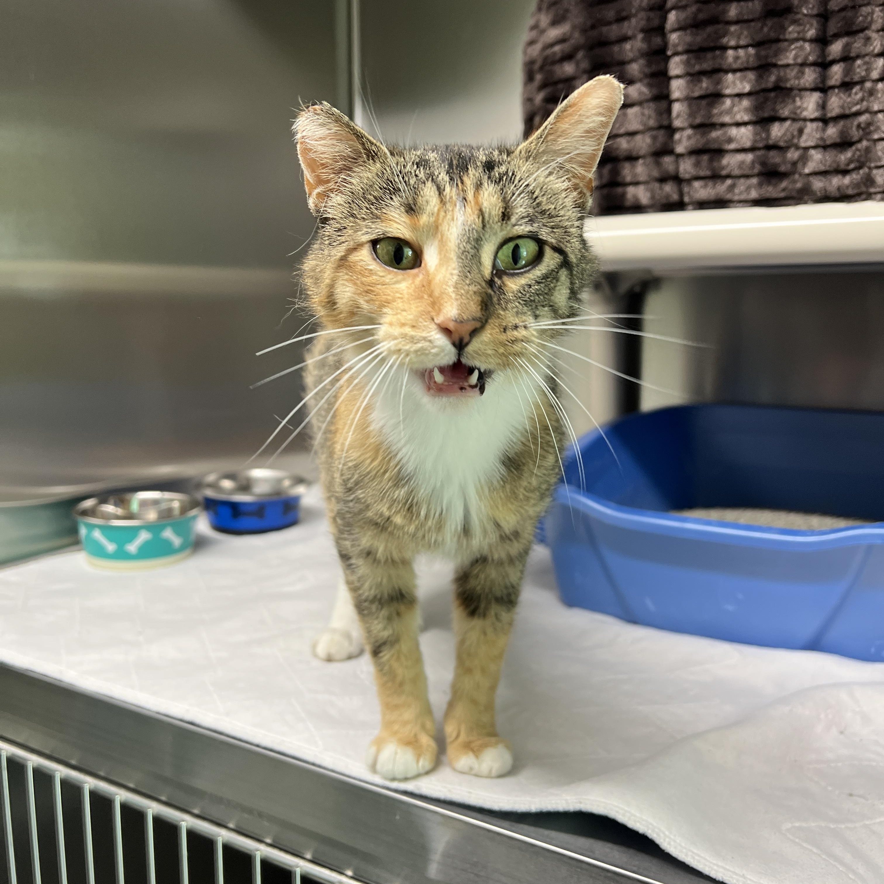 Enlarge S'mores, a Adoptable Domestic Short Hair in Jamestown, ND image 4/5