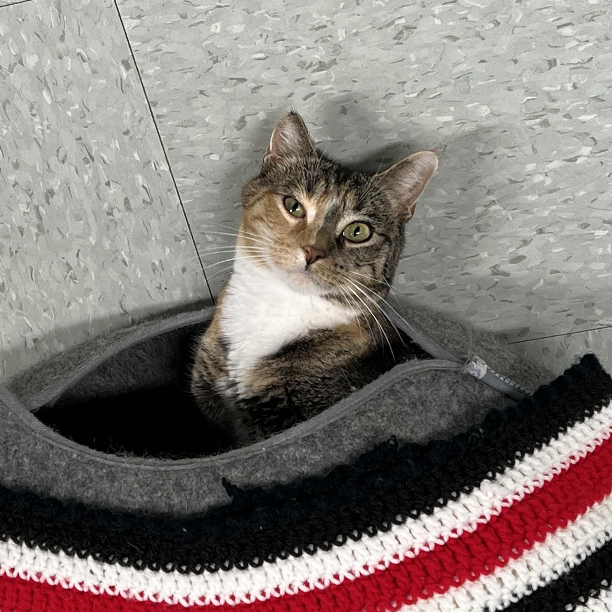 Enlarge S'mores, a Adoptable Domestic Short Hair in Jamestown, ND image 5/5
