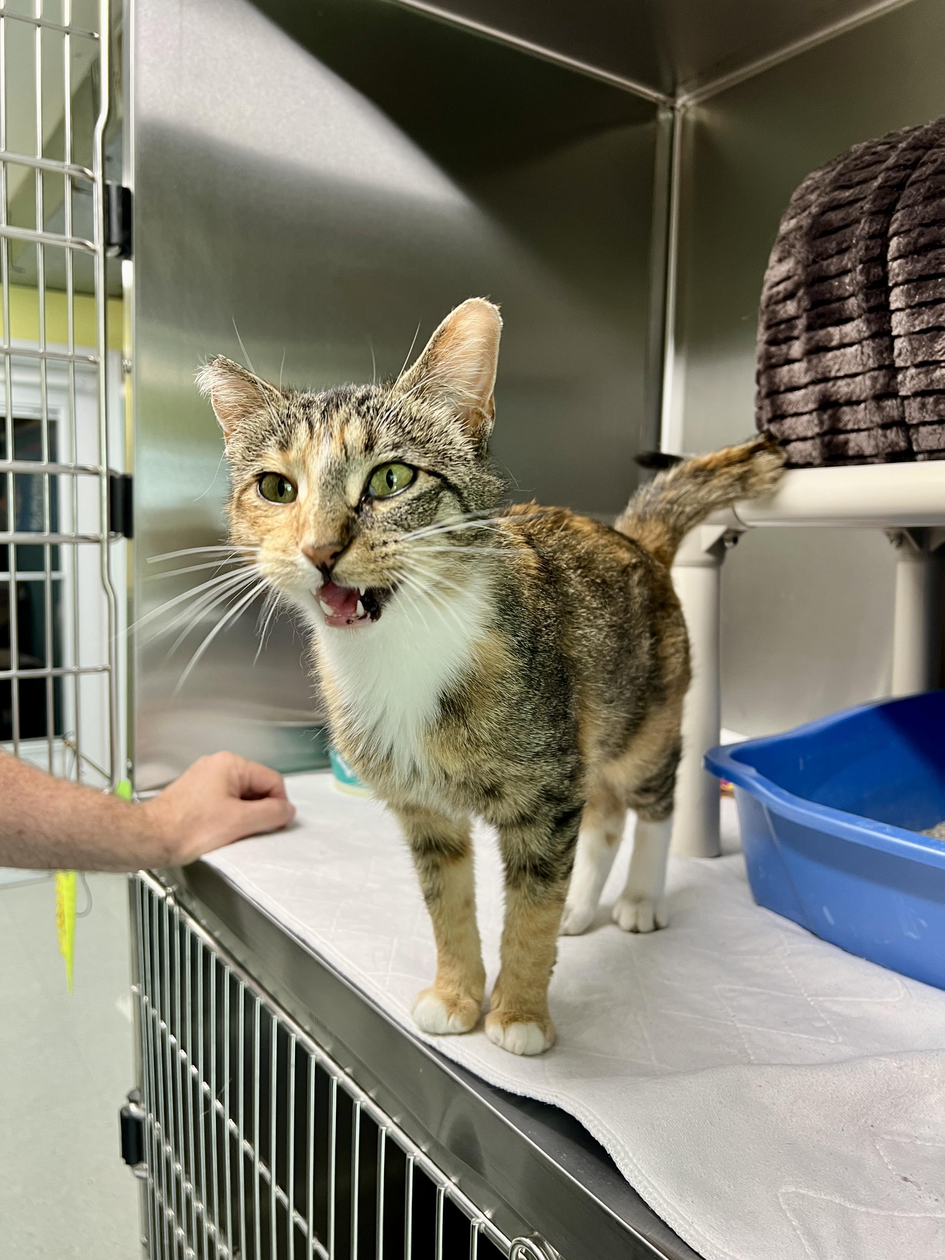 Enlarge S'mores, a Adoptable Domestic Short Hair in Jamestown, ND image 3/5