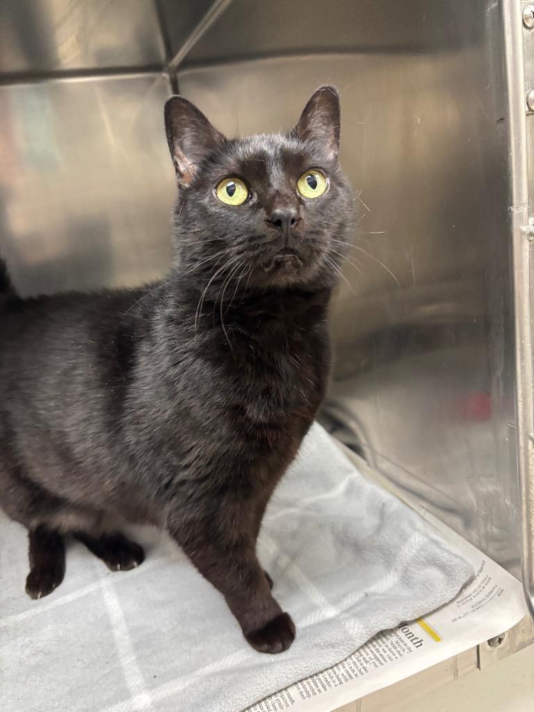 Chocolate, Adoptable, Adult Female Domestic Short Hair.