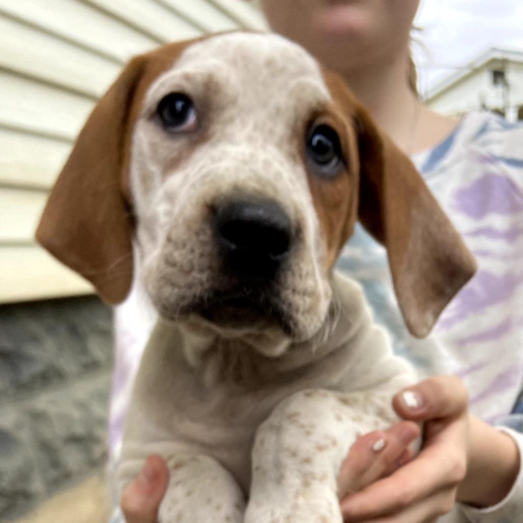 Rojo, Adoptable, Puppy Male Plott Hound & Pointer.