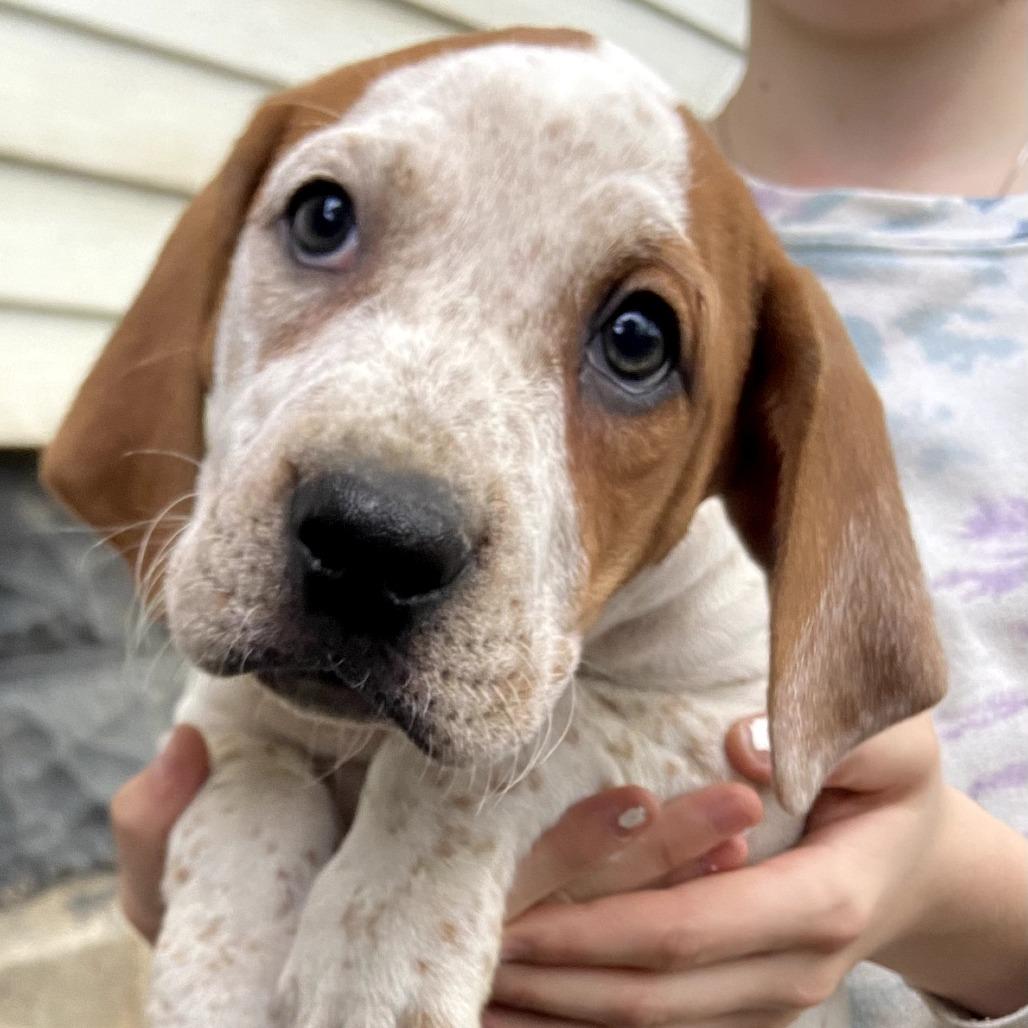 Rojo, a Adoptable mixed breed in Southington, OH image 2/2
