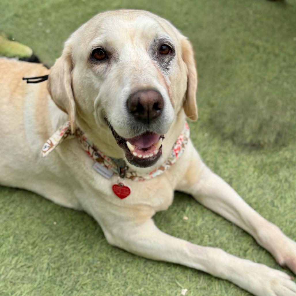 Crop Top, a Adoptable Yellow Labrador Retriever in Los Angeles, CA image 1/6