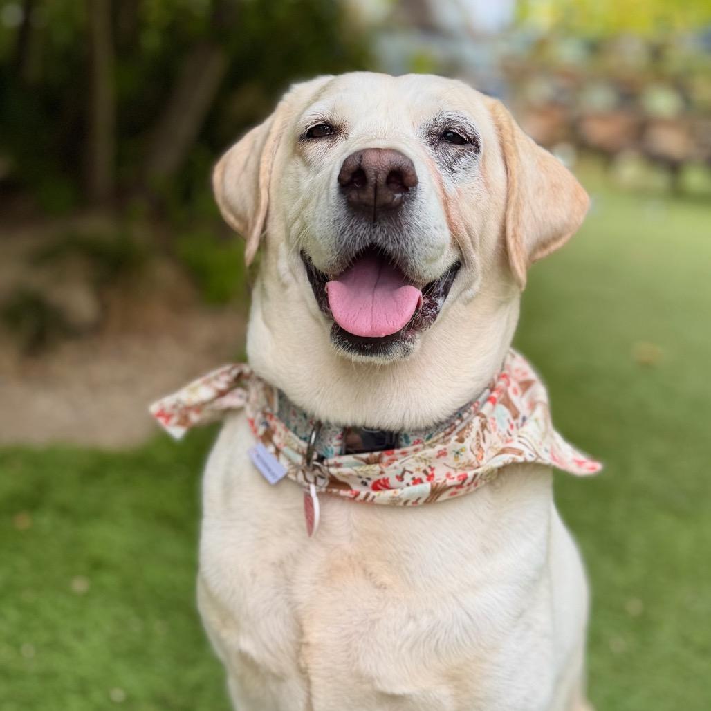 Crop Top, a Adoptable Yellow Labrador Retriever in Los Angeles, CA image 2/6