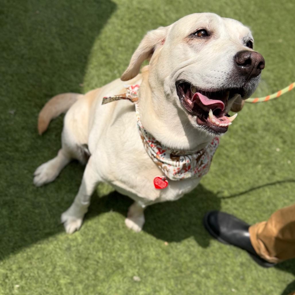 Crop Top, a Adoptable Yellow Labrador Retriever in Los Angeles, CA image 3/6