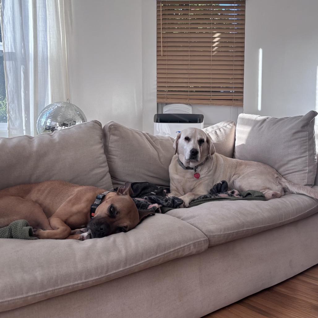 Crop Top, a Adoptable Yellow Labrador Retriever in Los Angeles, CA image 4/6