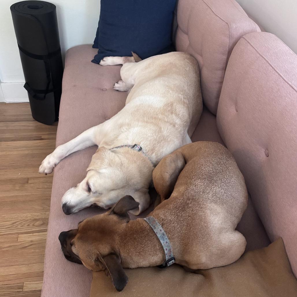 Crop Top, a Adoptable Yellow Labrador Retriever in Los Angeles, CA image 5/6