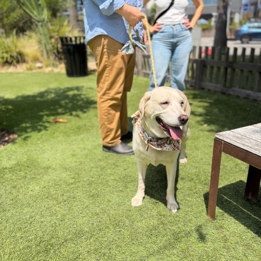 Crop Top, a Adoptable Yellow Labrador Retriever in Los Angeles, CA image 6/6