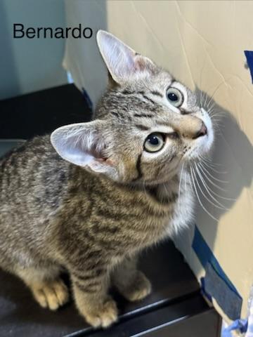 Bernardo, an adopted Domestic Short Hair in Kenosha, WI image 3/4