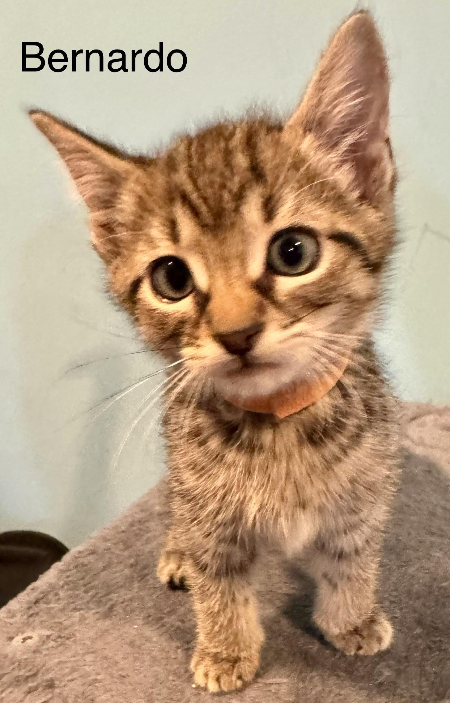 Bernardo, adopted, Kitten Male Domestic Short Hair.