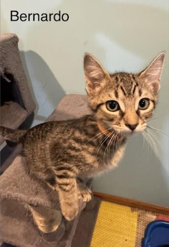 Bernardo, an adopted Domestic Short Hair in Kenosha, WI image 2/4