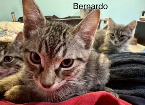 Bernardo, an adopted Domestic Short Hair in Kenosha, WI image 4/4