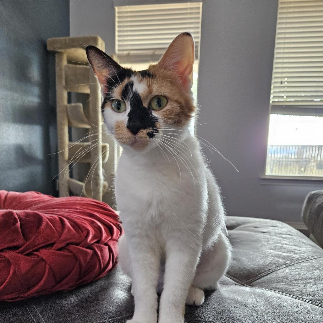 Dottie, a Adoptable mixed breed image 1/6