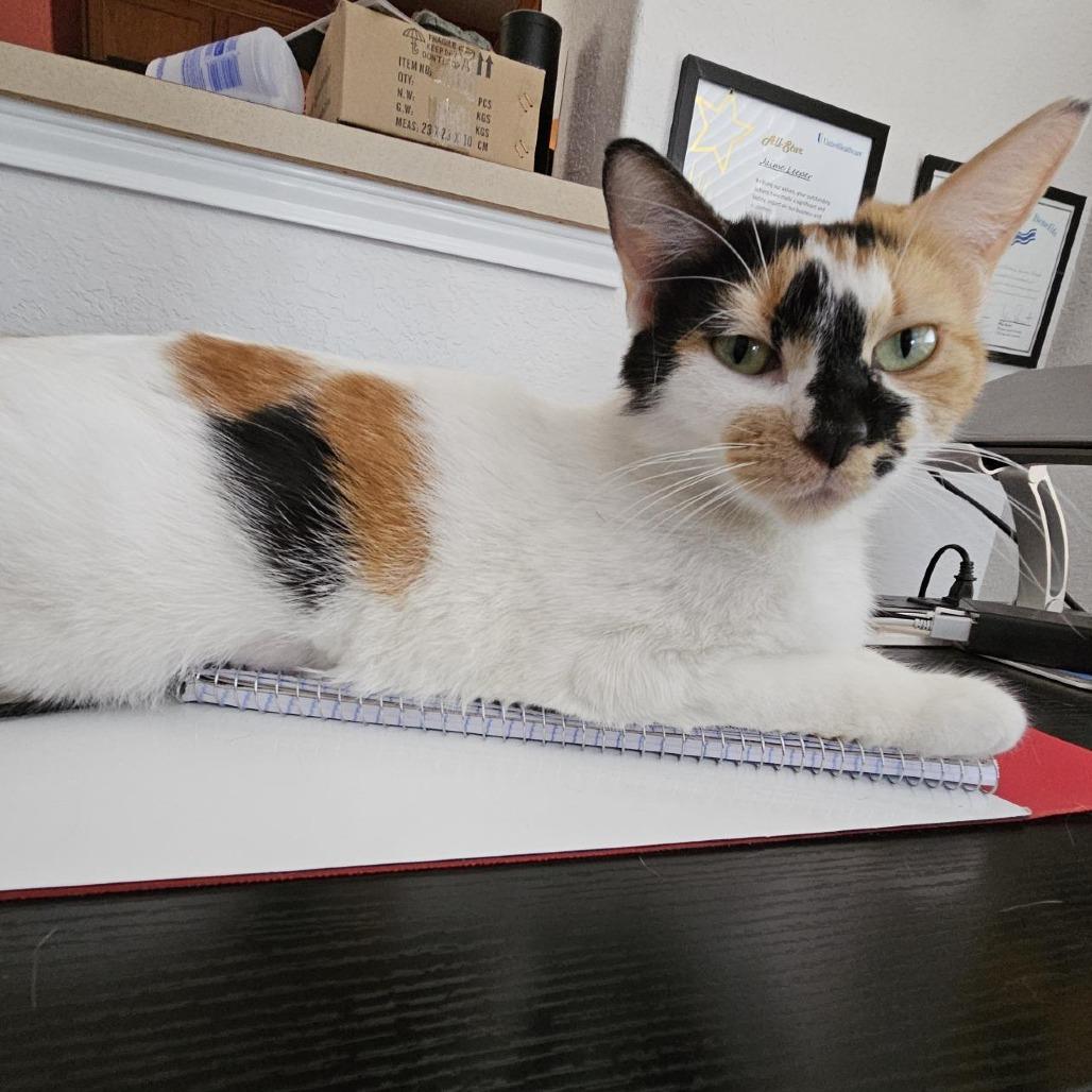 Dottie, a Adoptable mixed breed image 2/6