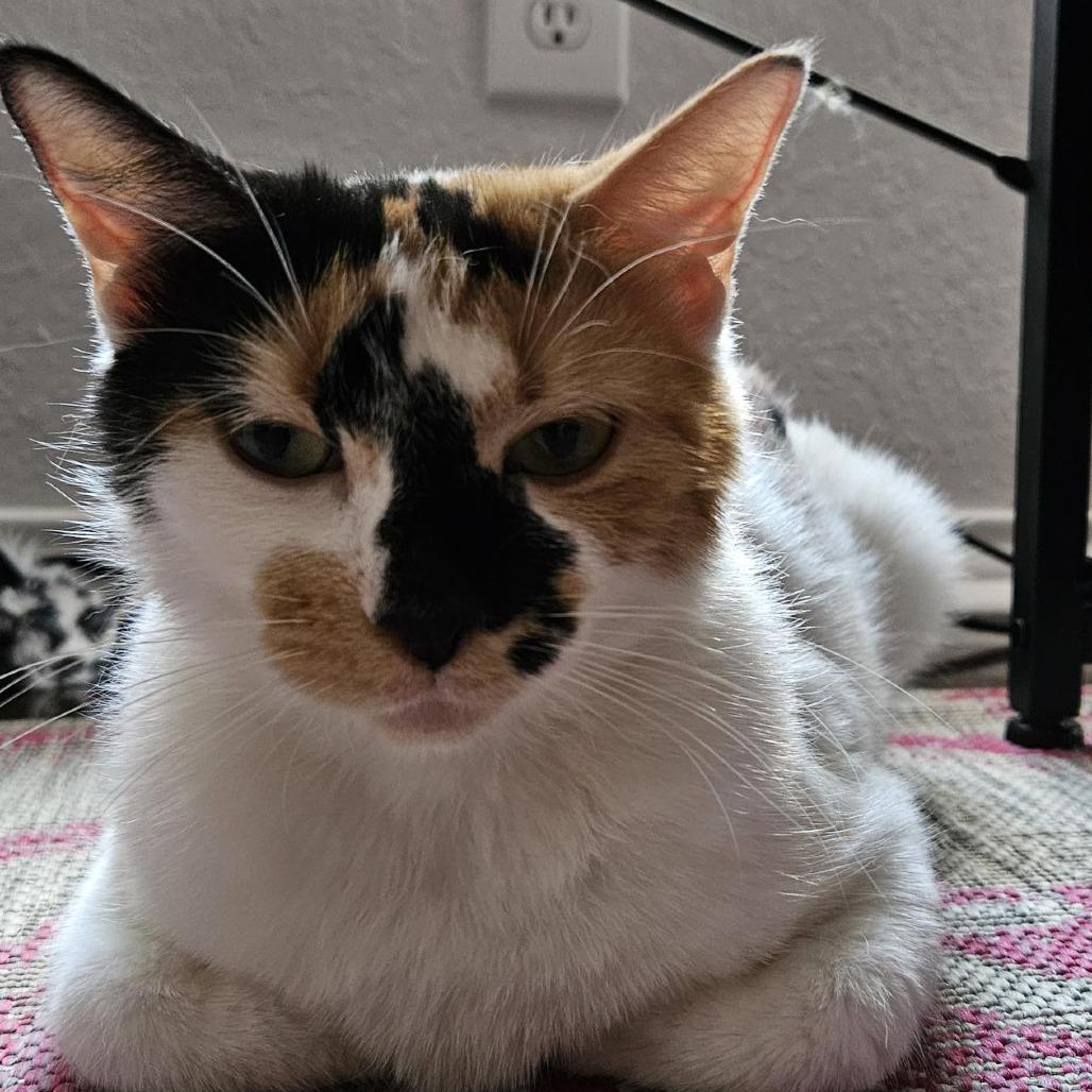 Dottie, a Adoptable mixed breed image 3/6