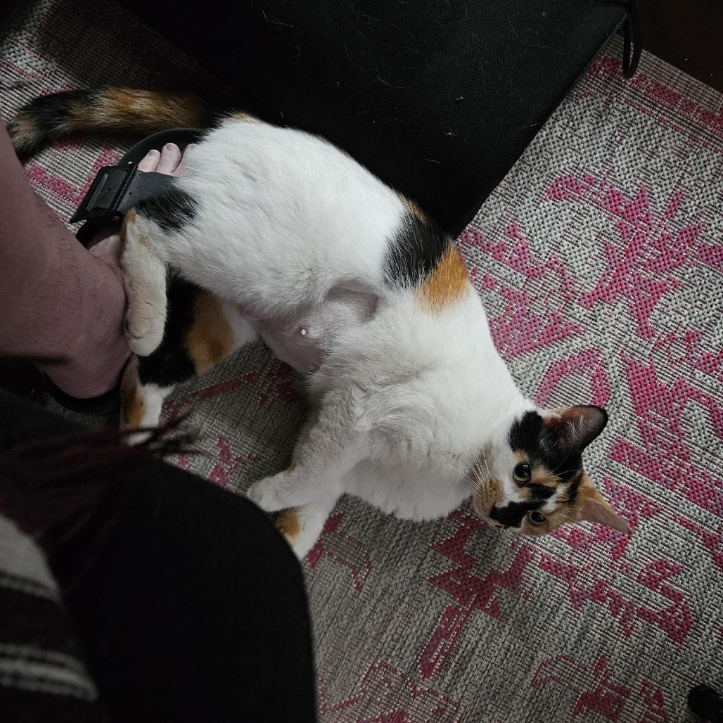 Dottie, a Adoptable mixed breed image 4/6