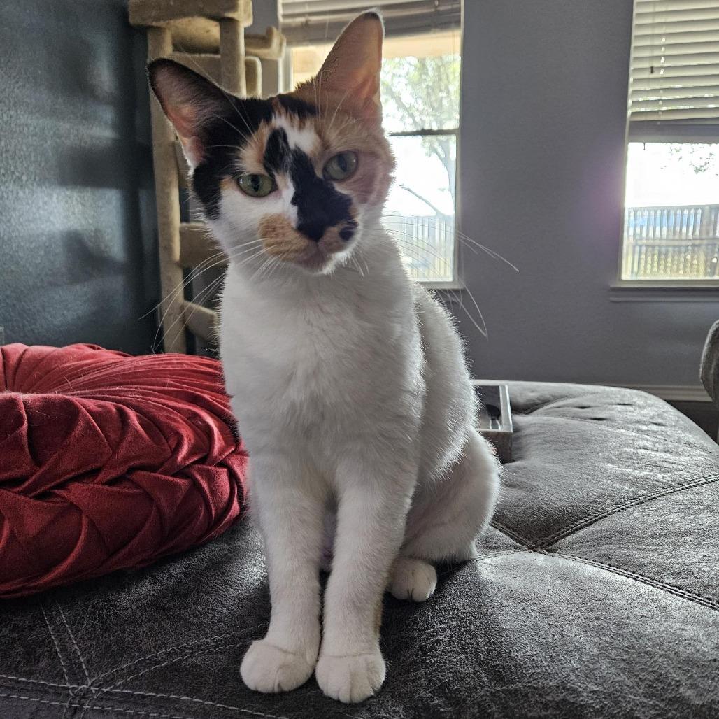 Dottie, a Adoptable mixed breed image 6/6