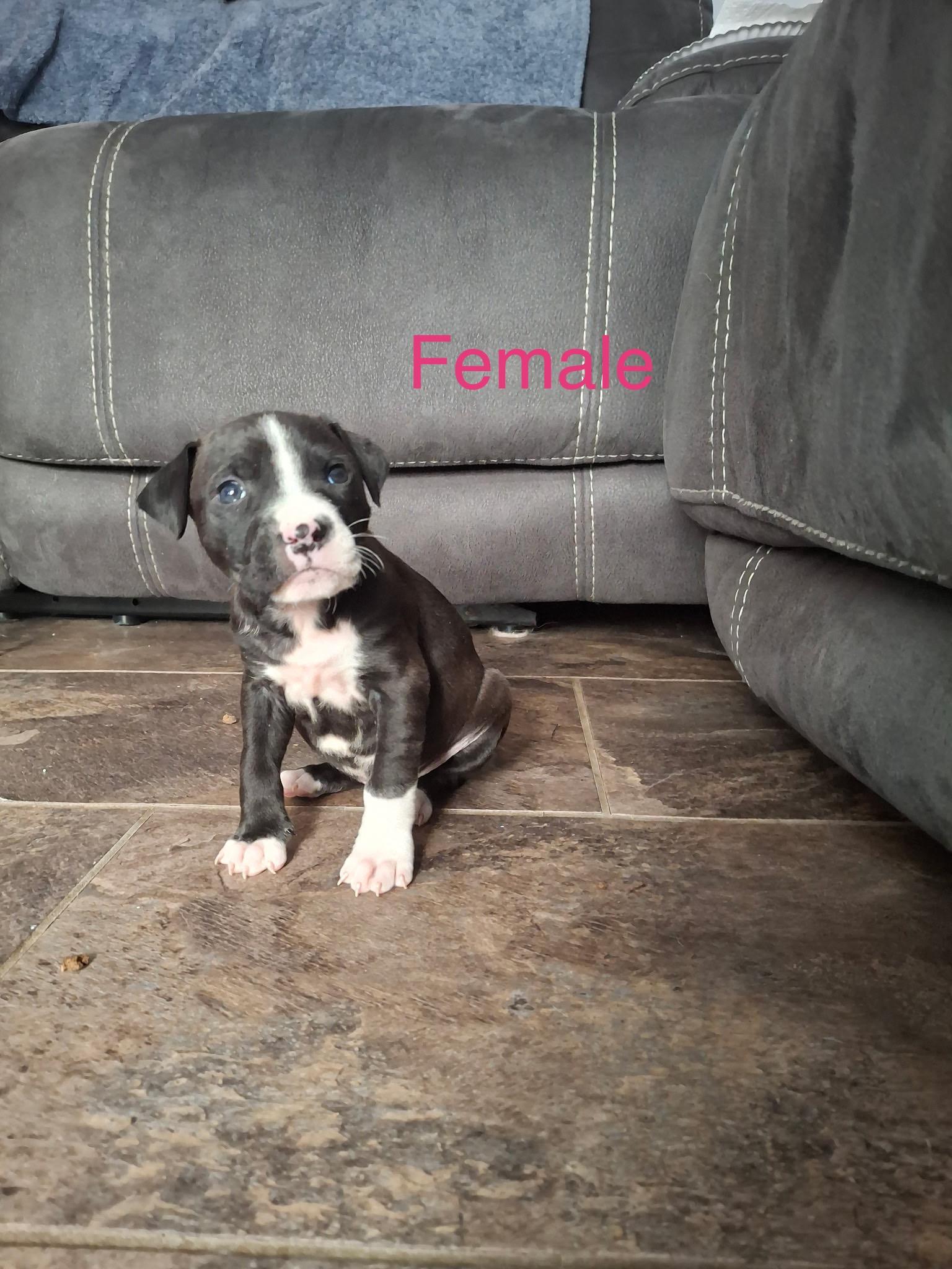 Noo-Noo, adopted, Puppy Female American Staffordshire Terrier.