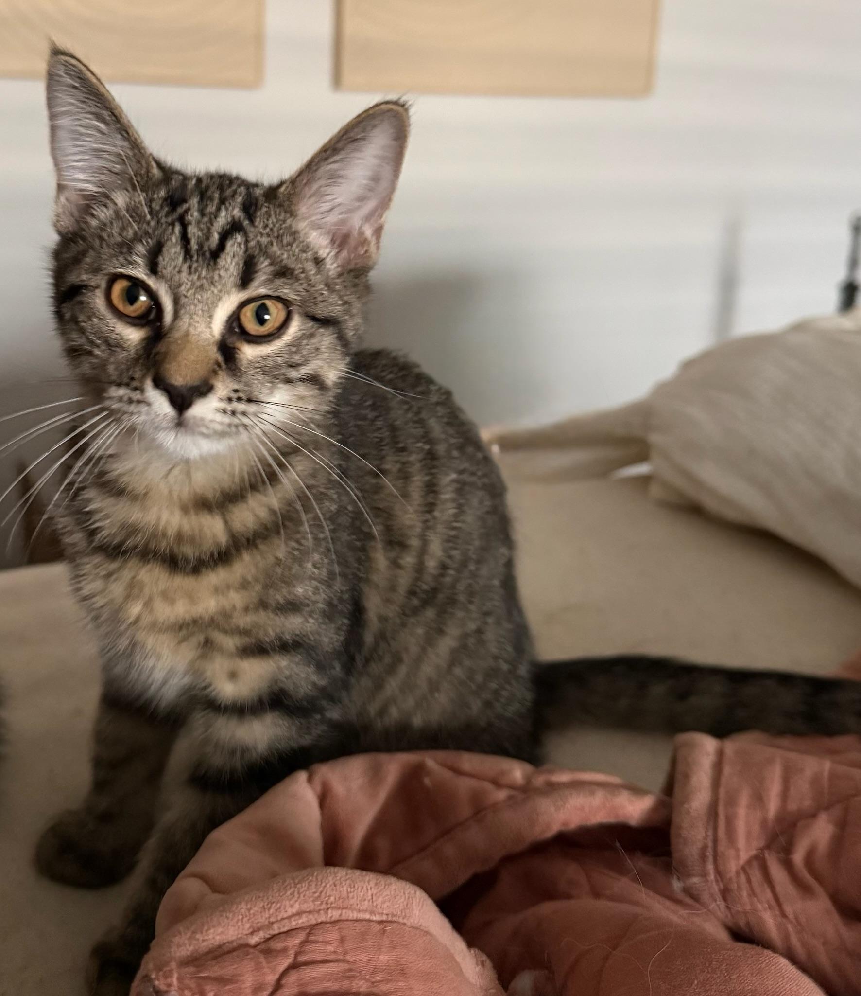 Archie photo