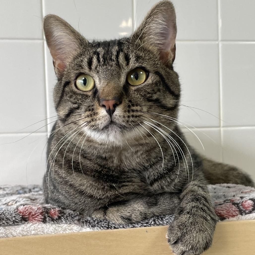 Enlarge Taro, a Adoptable Domestic Short Hair in Westhampton, NY image 1/4