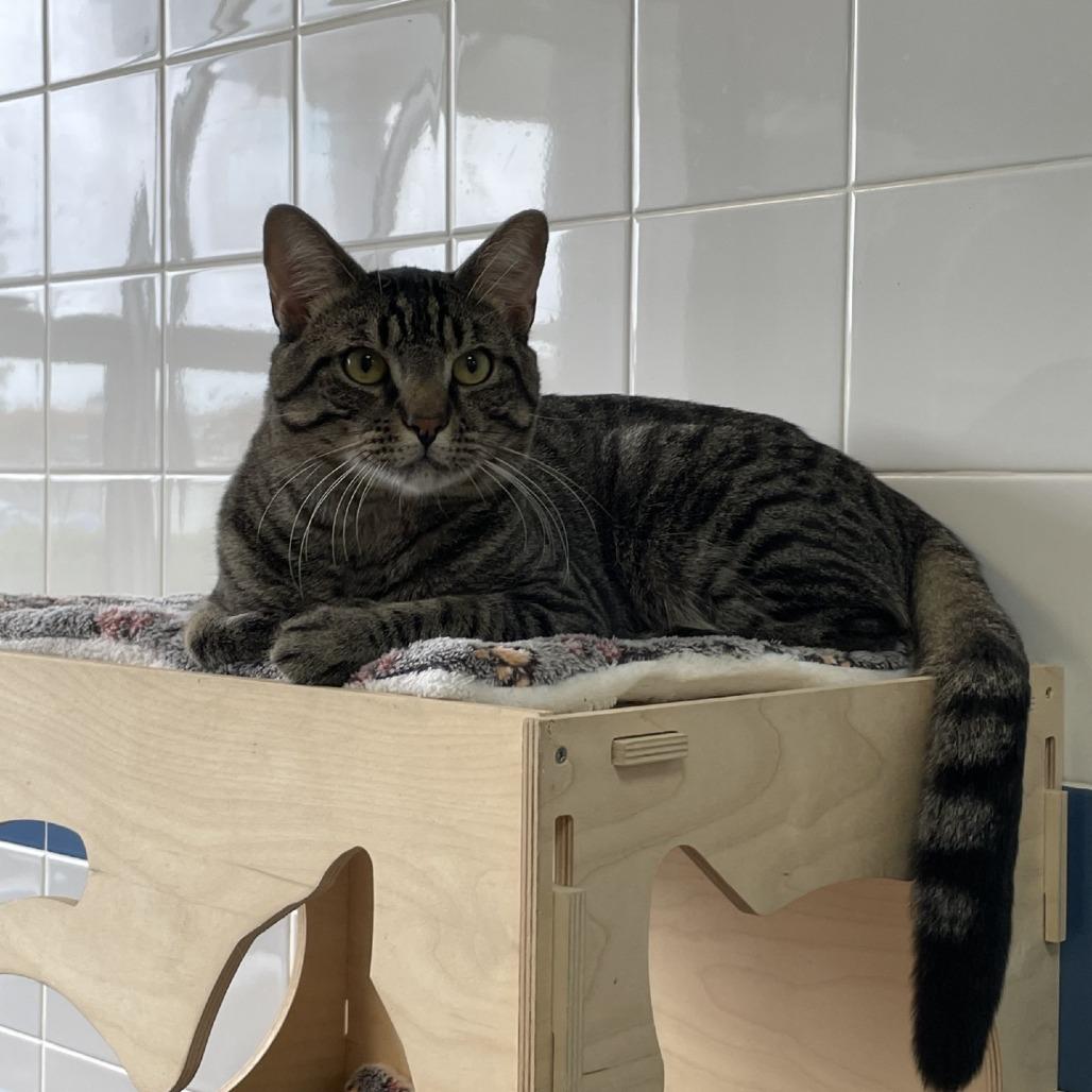 Enlarge Taro, a Adoptable Domestic Short Hair in Westhampton, NY image 2/4