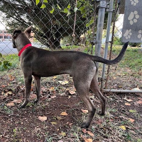 Enlarge Burger, a ADOPTABLE mixed breed in Hopkinton, MA image 3/6