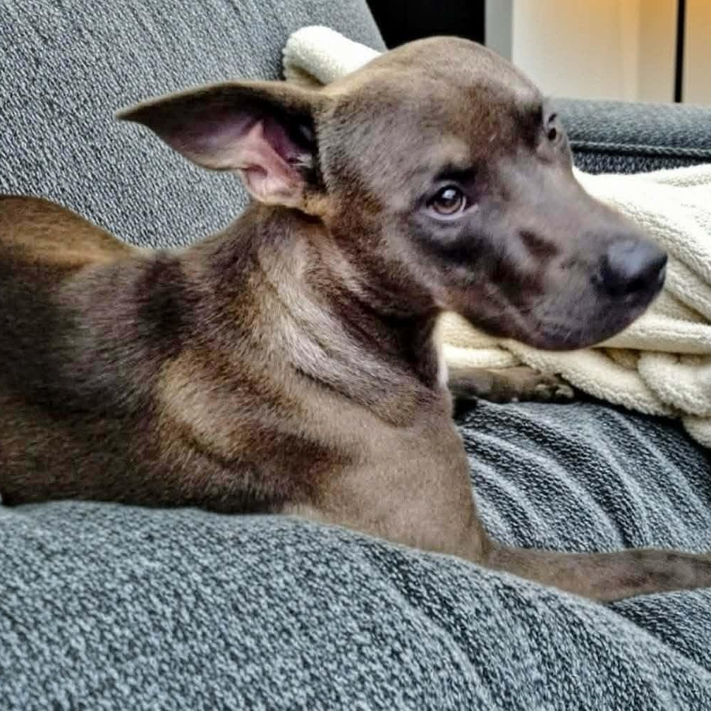 Enlarge Burger, a ADOPTABLE mixed breed in Hopkinton, MA image 5/6