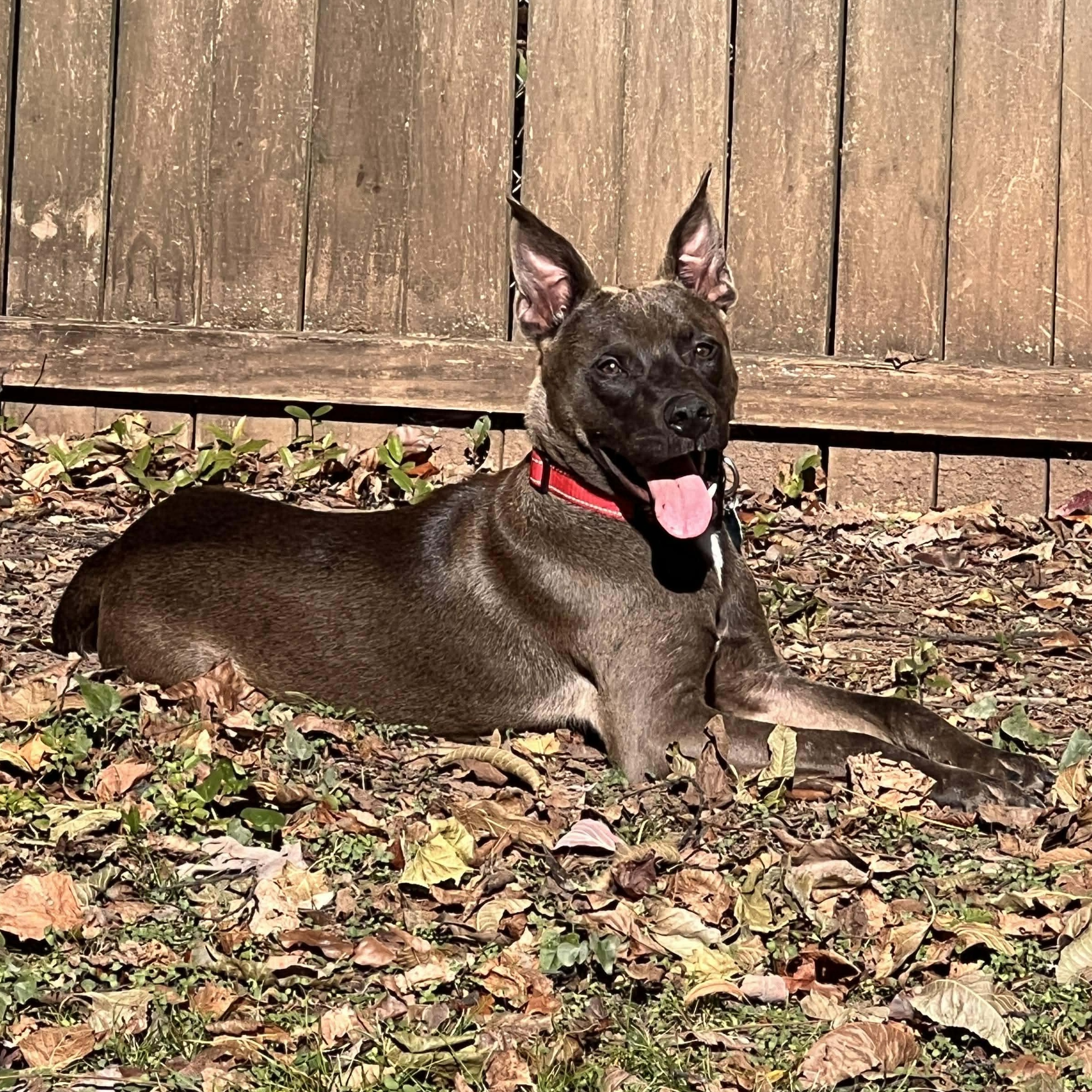 Enlarge Burger, a ADOPTABLE mixed breed in Hopkinton, MA image 4/6