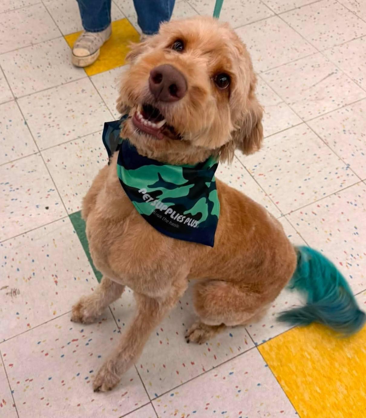 Buddy, Adoptable, Adult Male Golden Retriever & Standard Poodle.