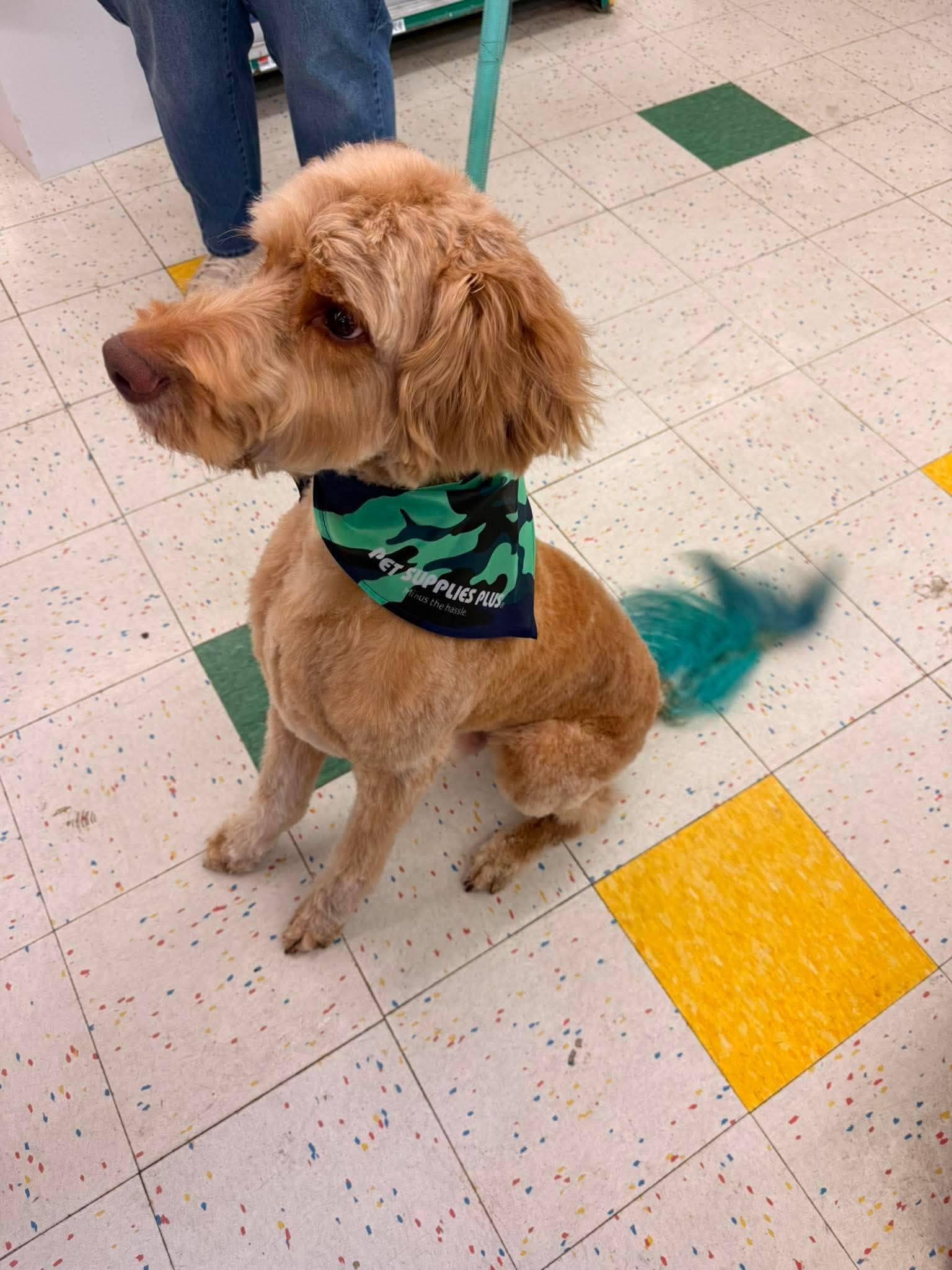 Enlarge Buddy, a Adoptable mixed breed in Fairmont, WV image 2/3