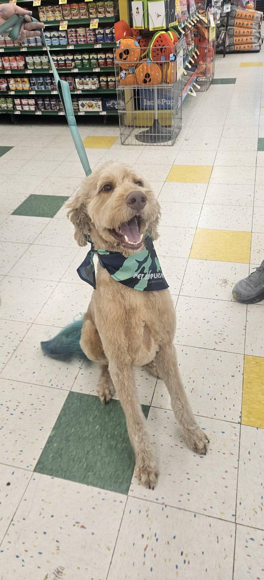 Enlarge Buddy, a Adoptable mixed breed in Fairmont, WV image 3/3