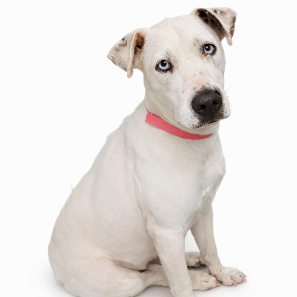Enlarge Callie, a Adoptable mixed breed in Carver, MA image 1/5