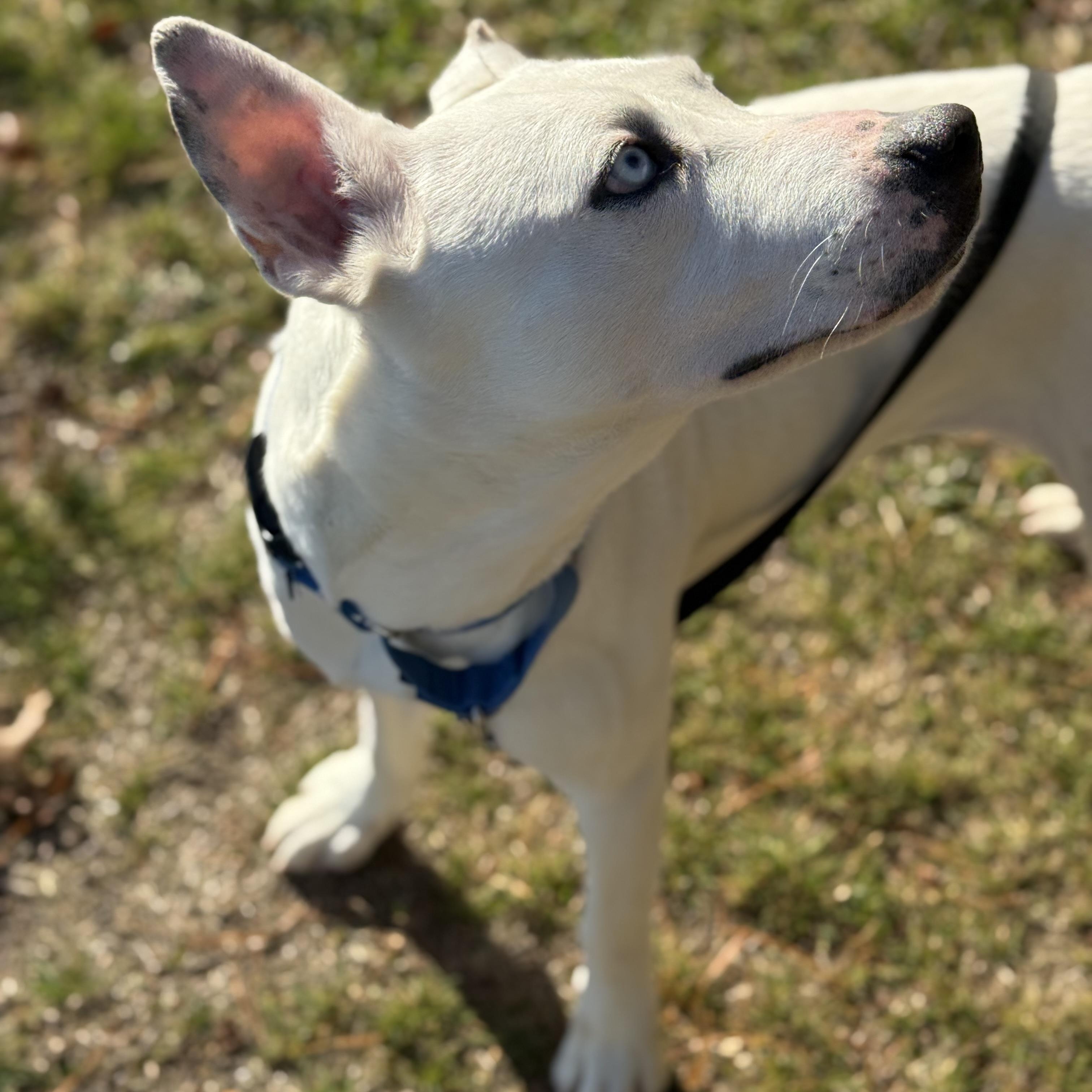 Enlarge Callie, a Adoptable mixed breed in Carver, MA image 2/4