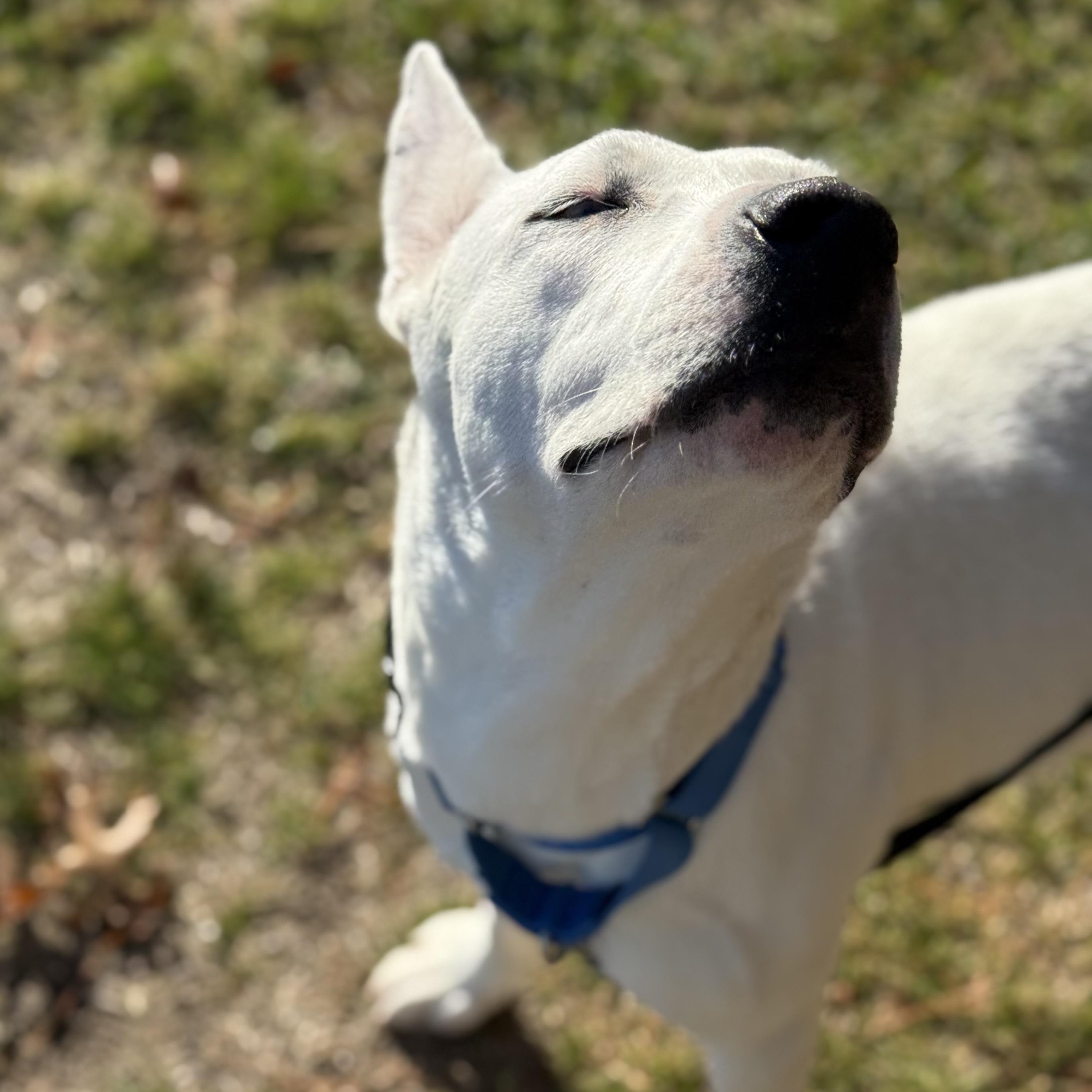 Enlarge Callie, a Adoptable mixed breed in Carver, MA image 3/4