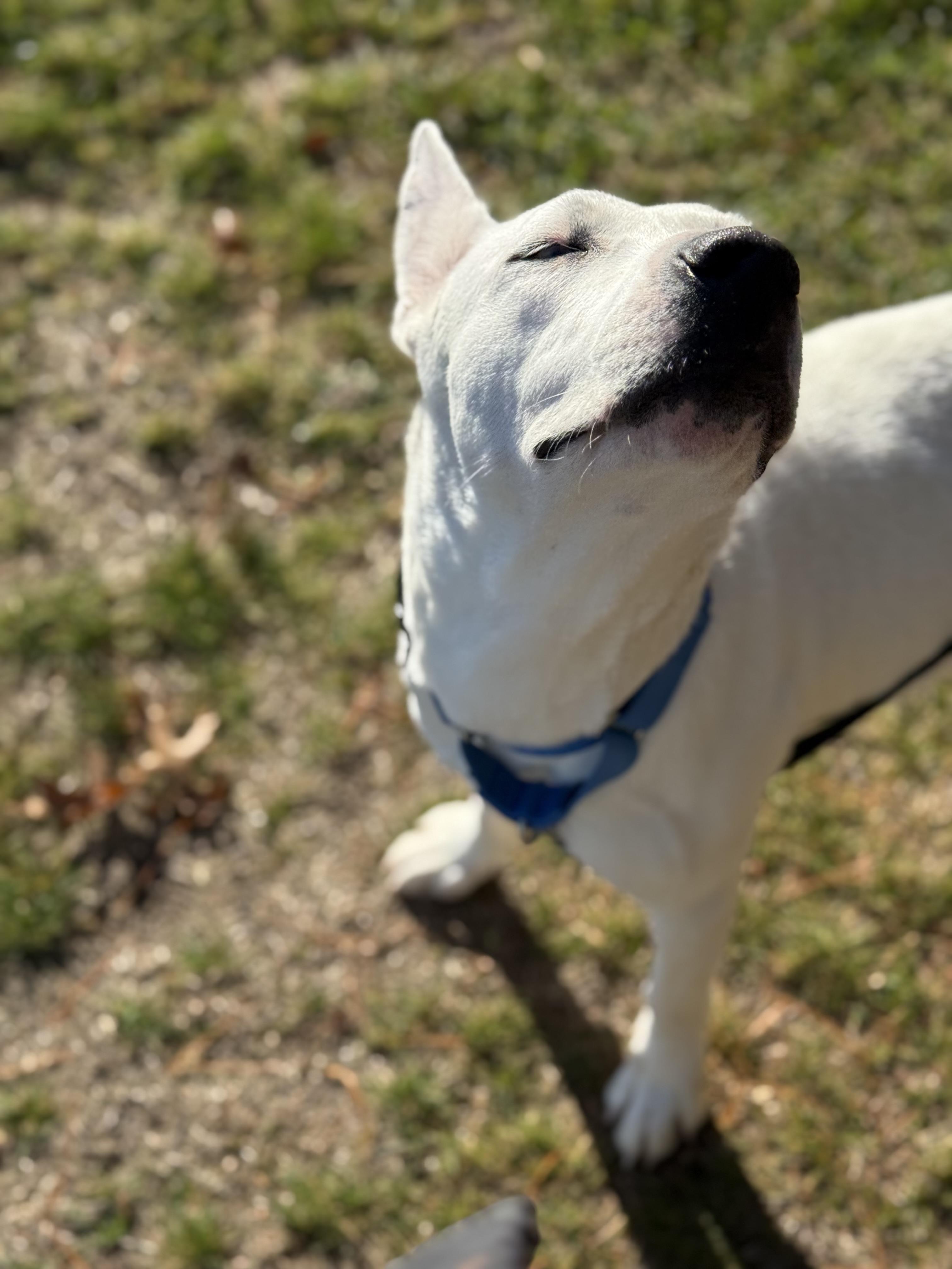 Enlarge Callie, a Adoptable mixed breed in Carver, MA image 4/5